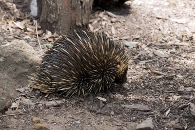 Avustralya ekidnası bir Amerikan karınca yiyicisine benzer. Koyu kahverengi ve bronz çivileri var.