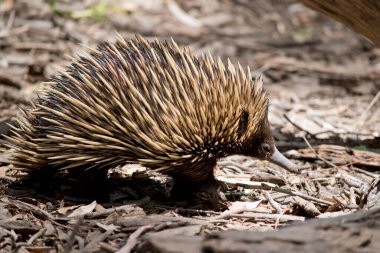 Ekidnanın korunmak için koyu kahverengi ve bronz çivileri vardır. Avustralya ekidnası bir Amerikan karınca yiyicisine benzer..
