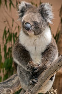 Koala gri ve kahverengi, tüylü kulakları olan bir keseli hayvandır.