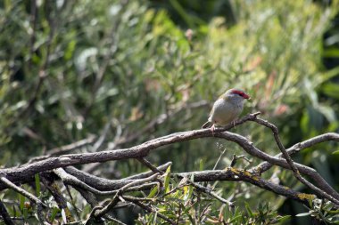 Kırmızı kaş ispinozu çoğunlukla gridir ve gözlerinde kırmızı bir gaga ve kırmızı şerit vardır.