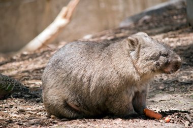 Wombat, yeraltına yuva yapan kahverengi bir keseli hayvandır.