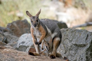 Sarı ayaklı kaya valabisi gri, beyaz ve bronzdur; siyah pençeleri vardır.