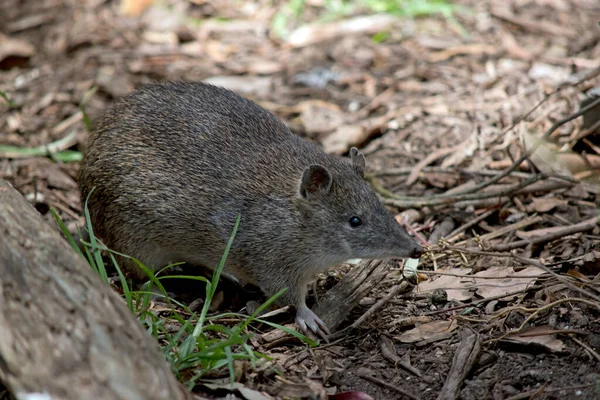 Der Südliche Braune Bandicoot Wird Oft Mit Einer Ratte Verwechselt — Stockfoto