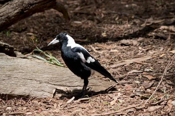 the magpie is a black and white bird with a white beal and grey on its tip