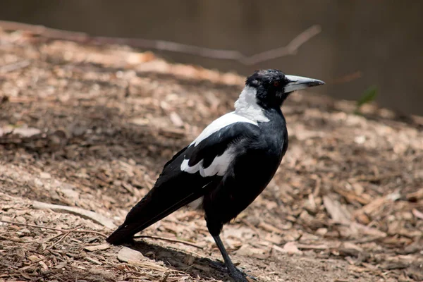 the magpie is a black and white bird with a white beak and grey on its tip