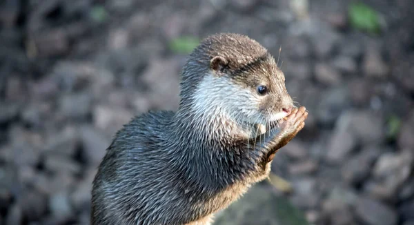 Der Asiatische Kleinkrallenotter Steht Auf Sieht Aus Als Beute Macht — Stockfoto