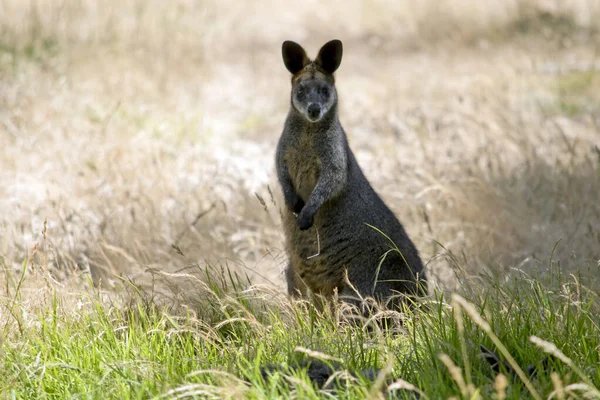 Wallaby Marécageux Est Dans Champ Herbe Haute — Photo