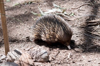 Avustralya ekidnası bir Amerikan karınca yiyicisine benzer. Koyu kahverengi ve bronz çivileri var.
