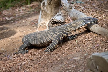 Dantel gözlemci kertenkele küçük hayvanları ve meyveleri yer. Avustralya 'daki en büyük ikinci kertenkeledir.