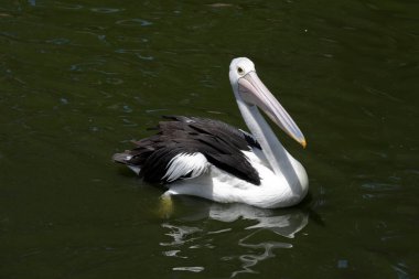 Pelikan siyah beyaz bir deniz kuşudur.