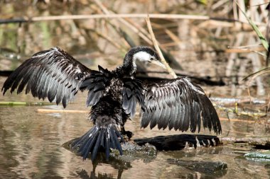Pied Cormorant, uzun, gri, kancalı gagası, siyah bacakları ve ayakları olan büyük siyah beyaz bir kuştur.