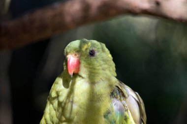 Dişi kral naibi turuncu gagalı solgun bir yeşil.