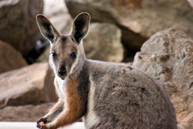 Sarı ayaklı kaya valabisi havuç yiyor.