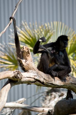Örümcek maymun ellerini kullanarak yemek yiyor.