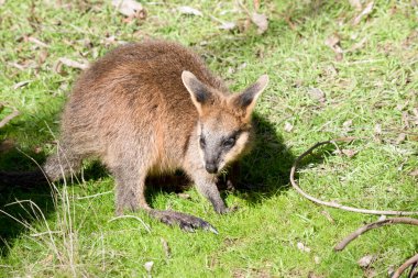 Joey Bataklık Valabisinin kahverengi bir vücudu beyaz yanakları ve siyah bir maskesi vardır.