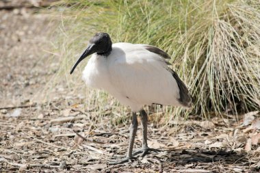 Beyaz aynakların siyah bir kafası, bacakları ve beyaz bir vücudu vardır.