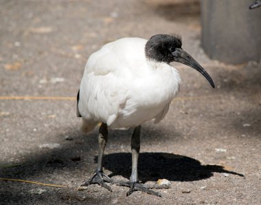 Beyaz aynakların siyah bir kafası, kuyruk tüyleri ve bacakları ve beyaz bir vücudu vardır.