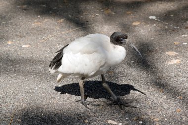 Beyaz aynakların siyah bir kafası, kuyruk tüyleri ve bacakları ve beyaz bir vücudu vardır.