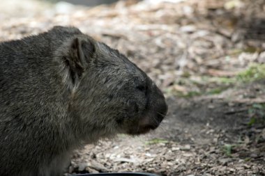 Bu sıradan bir vombatın yakın çekimi.