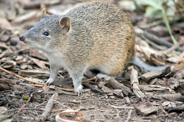 Zuidelijke Bruine Bandicoot Wordt Vaak Aangezien Voor Een Rat — Stockfoto