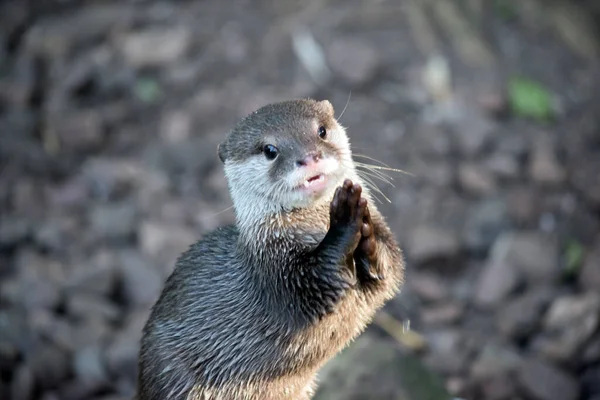 Lontra Asiática Garras Pequenas Está — Fotografia de Stock