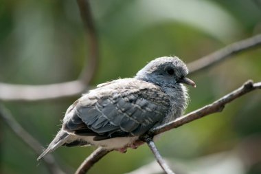 Bronzlaşan güvercin yavrusu bir çalılığa tünemiş.