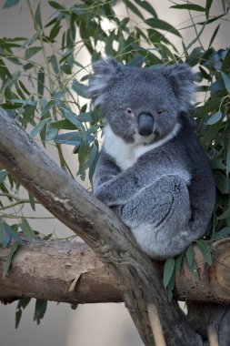 Koala bir ağacın çatalında oturuyor.