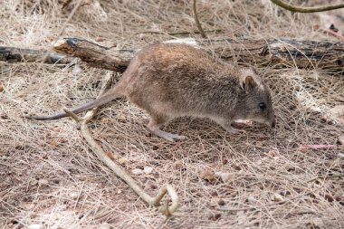 Uzun burunlu potoru küçük kahverengi bir keseli.