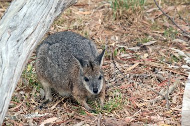 Tammar valabi nesli tükenmekte olan bir hayvandır.
