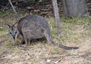 Tammar valabi nesli tükenmekte olan bir hayvandır. 