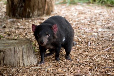 Tazmanya canavarı, dört ayaklı vahşi bir siyah keseli hayvandır.