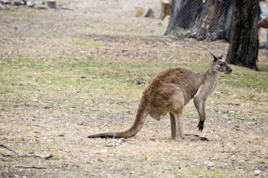 Batı gri kangurusu kahverengi ve siyah pençeli.