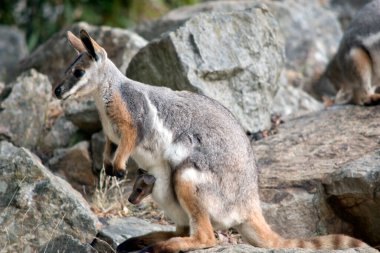 Sarı ayaklı kaya valabisi gri, bronz ve beyazdır siyah burunlu ve beyaz yanak çizgileriyle