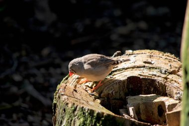 Zebra ispinozu turuncu gagalı, siyah ve beyaz kuyruklu gri ve beyaz bir kuştur.