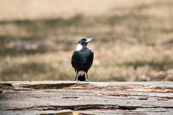 the magpie is a black and white bird