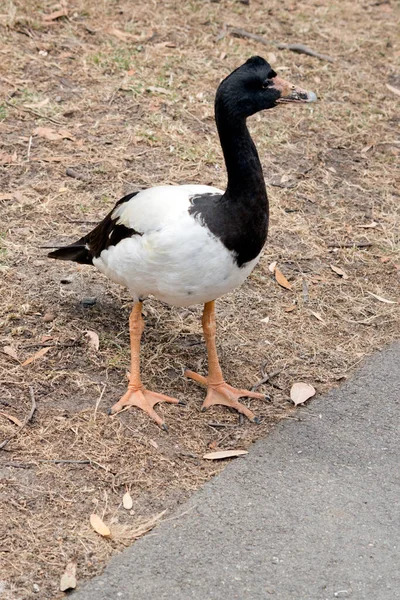 the magpie goose is a black and white goose