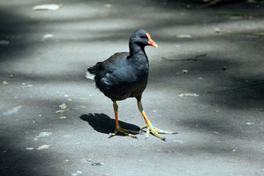 Esmer bozkır tavuğu, sarı uçlu turuncu gagalı siyah bir deniz kuşudur.