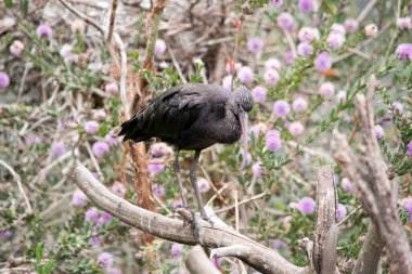 Parlak aynak uzun gagalı uzun bir deniz kuşudur.
