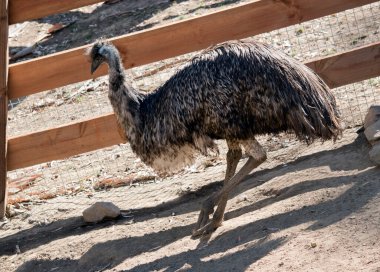 Avustralya devekuşu tepeden aşağı iniyor.