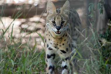 Serviste leopara benzer noktalar var.