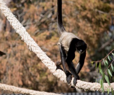Örümcek maymunun bir krem sandığı var ve uzun kuyruğu olan siyah-gri renkli.
