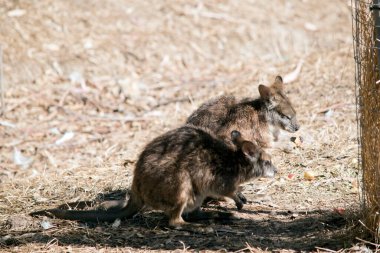 İki tammar valabi yiyecek arıyor.