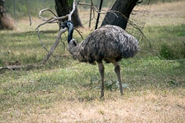 Avustralya devekuşu, vücudunda uzun tüyleri olan uzun, uçamayan bir kuştur. Boynunda ve kafasında siyah tüyler var.