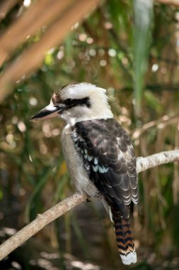 Gülen yalıçapkını beyaz bir yüzü ve göğsü ve kanatlarında kahverengi ve mavi tüyleri vardır.