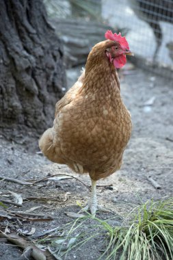 Horozun kırmızı bir tarağı ve turuncusu var..