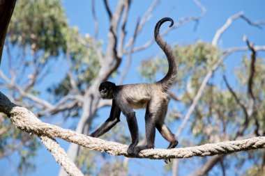 Örümcek maymunun bir krem sandığı var ve uzun kuyruklu, maily siyahi.