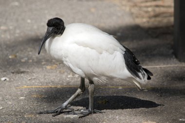 Beyaz aynakların siyah bir kafası, kuyruk tüyleri ve bacakları ve beyaz bir vücudu vardır.