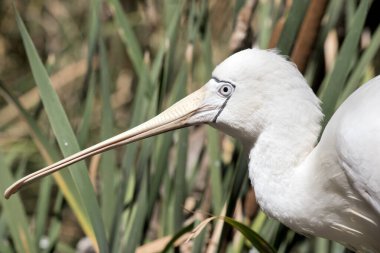 Bu sarı kaşık gagasının yan görüntüsü.