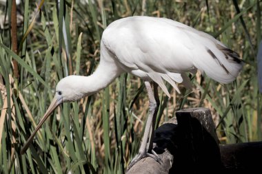 Sarı kaşık gagası, mavi gözlü ve uzun gagalı beyaz bir deniz kuşudur.