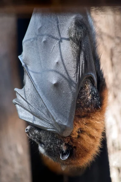the fruit bat has black wings, brown shoulders and body and a grey head